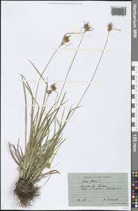 Carex flava L., Eastern Europe, Northern region (E1) (Russia)