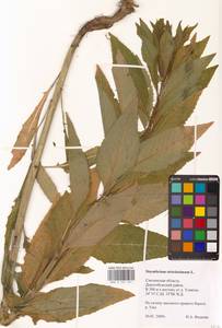 Sisymbrium strictissimum L., Eastern Europe, Western region (E3) (Russia)
