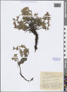 Dracocephalum palmatum Stephan ex Willd., Siberia, Chukotka & Kamchatka (S7) (Russia)