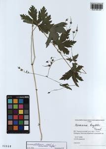 KUZ 000 297, Geranium albiflorum Ledeb., Siberia, Altai & Sayany Mountains (S2) (Russia)