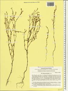 Polygonum arenarium subsp. pulchellum (Loisel.) Thell., Crimea (KRYM) (Russia)