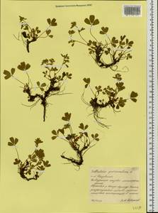 Sibbaldia procumbens L., Siberia, Western Siberia (S1) (Russia)