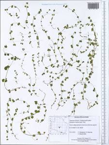 Veronica filiformis Sm., Eastern Europe, North-Western region (E2) (Russia)