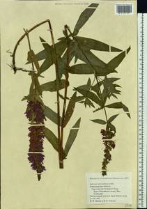 Lythrum intermedium Ledeb. ex Turcz., Eastern Europe, North-Western region (E2) (Russia)