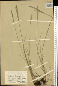 Koeleria delavignei Czern. ex Domin, Eastern Europe, Central forest-and-steppe region (E6) (Russia)