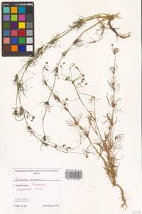 Spergula arvensis L., Siberia, Russian Far East (S6) (Russia)