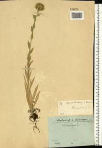 Carlina vulgaris L., Eastern Europe, Central forest region (E5) (Russia)