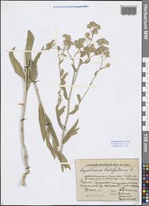 Lepidium latifolium L., Middle Asia, Caspian Ustyurt & Northern Aralia (M8) (Kazakhstan)