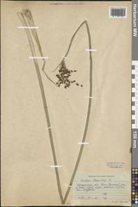 Schoenoplectus lacustris (L.) Palla, Siberia, Baikal & Transbaikal region (S4) (Russia)