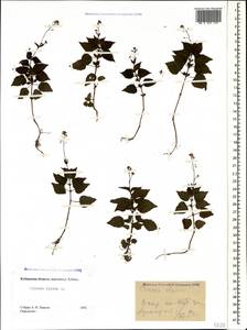 Circaea alpina L., Caucasus, Stavropol Krai, Karachay-Cherkessia & Kabardino-Balkaria (K1b) (Russia)