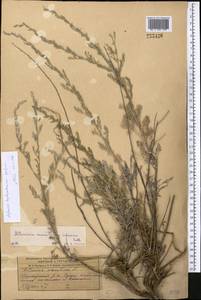 Artemisia heptapotamica Poljakov, Middle Asia, Dzungarian Alatau & Tarbagatai (M5) (Kazakhstan)