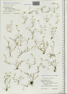 Ranunculus reptans L., Eastern Europe, Northern region (E1) (Russia)