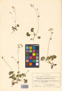 Micranthes nudicaulis (D. Don) Gornall & H. Ohba, Siberia, Russian Far East (S6) (Russia)