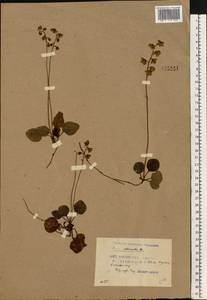 Pyrola chlorantha Sw., Eastern Europe, Belarus (E3a) (Belarus)
