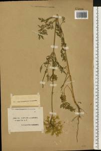 Daucus carota L., Eastern Europe, South Ukrainian region (E12) (Ukraine)
