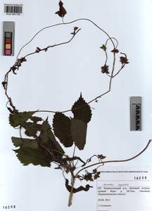 KUZ 004 705, Humulus lupulus L., Siberia, Altai & Sayany Mountains (S2) (Russia)