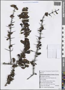 Catunaregam spinosa (Thunb.) Tirveng., South Asia, South Asia (Asia outside ex-Soviet states and Mongolia) (ASIA) (Vietnam)