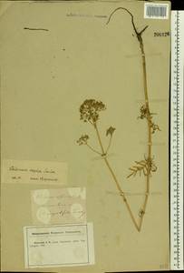 Valeriana rossica P. A. Smirn., Eastern Europe, Central forest-and-steppe region (E6) (Russia)