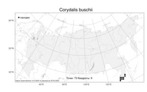 Corydalis buschii Nakai, Atlas of the Russian Flora (FLORUS) (Russia)
