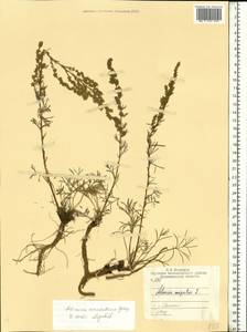 Artemisia marschalliana Spreng., Eastern Europe, Central region (E4) (Russia)