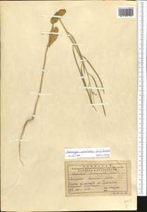 Conringia orientalis (L.) Dumort., Middle Asia, Dzungarian Alatau & Tarbagatai (M5) (Kazakhstan)