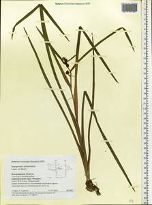 Sparganium glomeratum (Laest. ex Beurl.) Beurl., Eastern Europe, Central region (E4) (Russia)