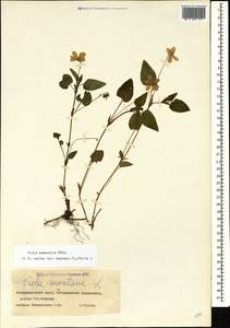 Viola canina subsp. ruppii (All.) Schübl. & G. Martens, Caucasus, Stavropol Krai, Karachay-Cherkessia & Kabardino-Balkaria (K1b) (Russia)
