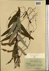Cuscuta lupuliformis Krock., Eastern Europe, Central region (E4) (Russia)