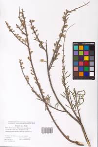 Tamarix laxa Willd., Eastern Europe, Lower Volga region (E9) (Russia)