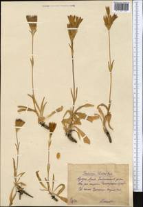 Gentiana olivieri Griseb., Middle Asia, Pamir & Pamiro-Alai (M2)