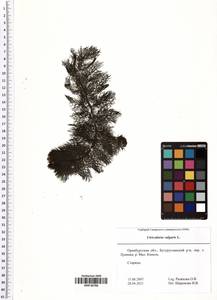 Utricularia vulgaris L., Eastern Europe, Eastern region (E10) (Russia)