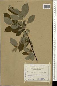 Salix caprea × kuznetzowii, Caucasus, Georgia (K4) (Georgia)