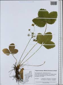 Fragaria ×ananassa (Weston) Rozier, Eastern Europe, North-Western region (E2) (Russia)