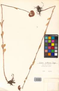 Hylotelephium pallescens (Freyn) H. Ohba, Siberia, Russian Far East (S6) (Russia)