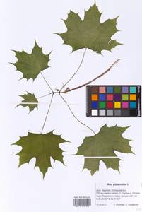 Acer platanoides L., Eastern Europe, Northern region (E1) (Russia)