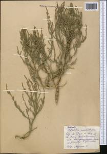 Ofaiston monandrum (Pall.) Moq., Middle Asia, Caspian Ustyurt & Northern Aralia (M8) (Kazakhstan)