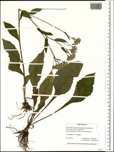 Aster tataricus L. fil., Siberia, Baikal & Transbaikal region (S4) (Russia)