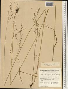 Poa alta Hitchc., South Asia, South Asia (Asia outside ex-Soviet states and Mongolia) (ASIA) (China)