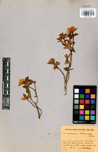 Rhododendron adamsii Rehder, Siberia, Baikal & Transbaikal region (S4) (Russia)