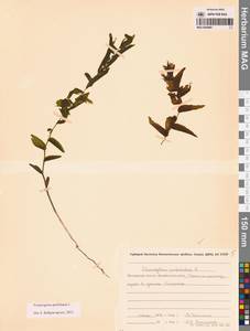 Potamogeton perfoliatus L., Siberia, Chukotka & Kamchatka (S7) (Russia)