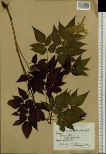 Aruncus dioicus var. kamtschaticus (Maxim.) Hara, Siberia, Chukotka & Kamchatka (S7) (Russia)