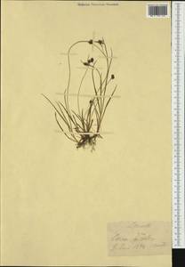 Carex bicolor Bellardi ex All., Western Europe (EUR) (Switzerland)