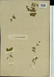 Medicago lupulina L., Siberia, Altai & Sayany Mountains (S2) (Russia)