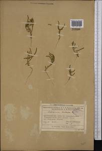 Salicornia europaea (Moss) Lambinon & Vanderp., Middle Asia, Muyunkumy, Balkhash & Betpak-Dala (M9) (Kazakhstan)