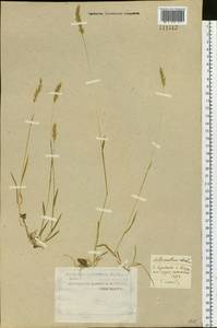 Anthoxanthum odoratum L., Siberia, Western Siberia (S1) (Russia)