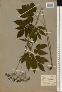 Aegopodium podagraria L., Eastern Europe, North Ukrainian region (E11) (Ukraine)