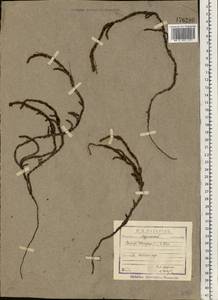 Cassiope tetragona (L.) D. Don, Eastern Europe, Northern region (E1) (Russia)