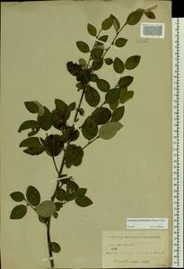 Cotoneaster melanocarpus G. Lodd., Eastern Europe, Central forest region (E5) (Russia)