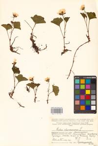 Rubus chamaemorus L., Eastern Europe, Northern region (E1) (Russia)