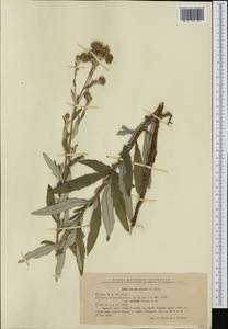 Cirsium arvense (L.) Scop., Western Europe (EUR) (Romania)